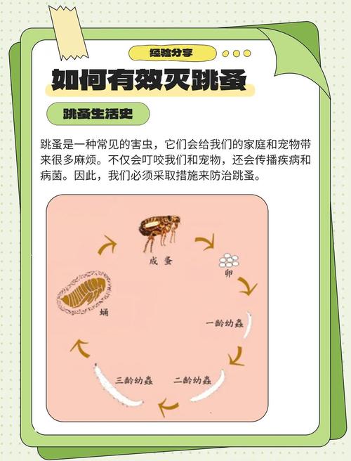 家庭蚤蝇防治指南：认识危害、滋生原因及有效解决方法
