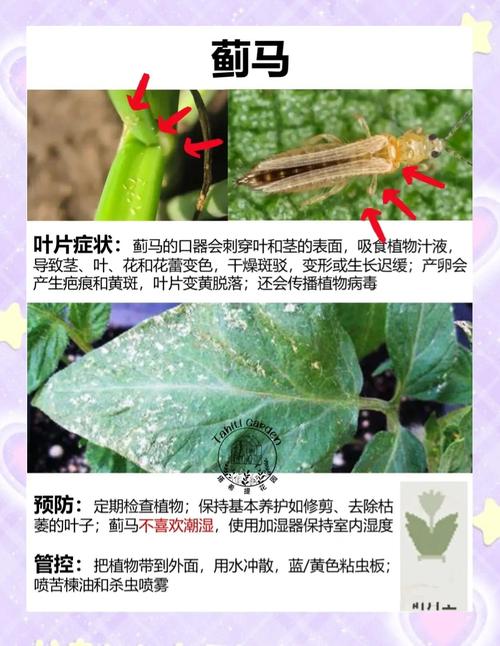 预防和控制绿豆常见害虫和疾病的方法