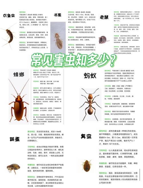 家庭蚤蝇虫害防治指南：了解蚤蝇特征、滋生场所及有效防治方法